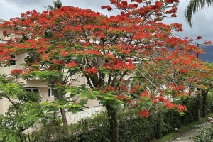 Praia Baleia - Condomínio Fechado